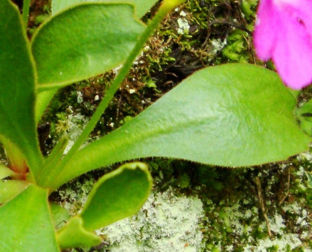 Primula pedemontana?